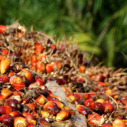 A pile of Palm oil fruits