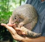 A pangolin being held