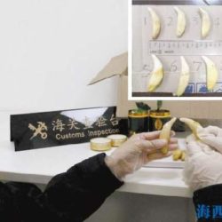 Puma teeth from Peru, seized in China (c) China Customs
