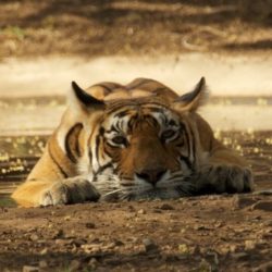 A tiger resting on the ground