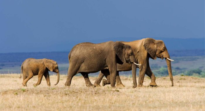Savannah elephants
