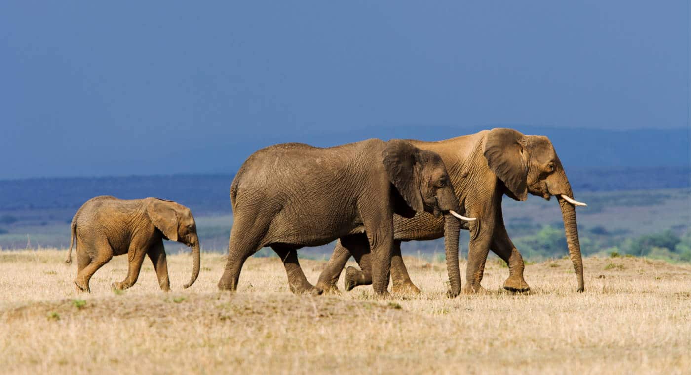 Saving elephants from the ivory trade - EIA