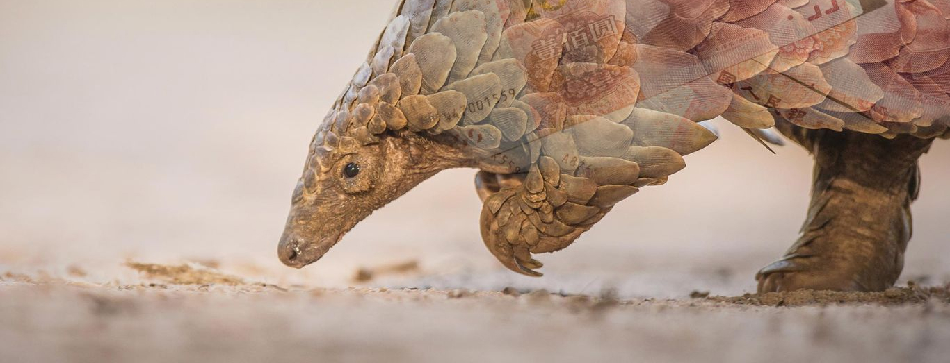 Pangolin