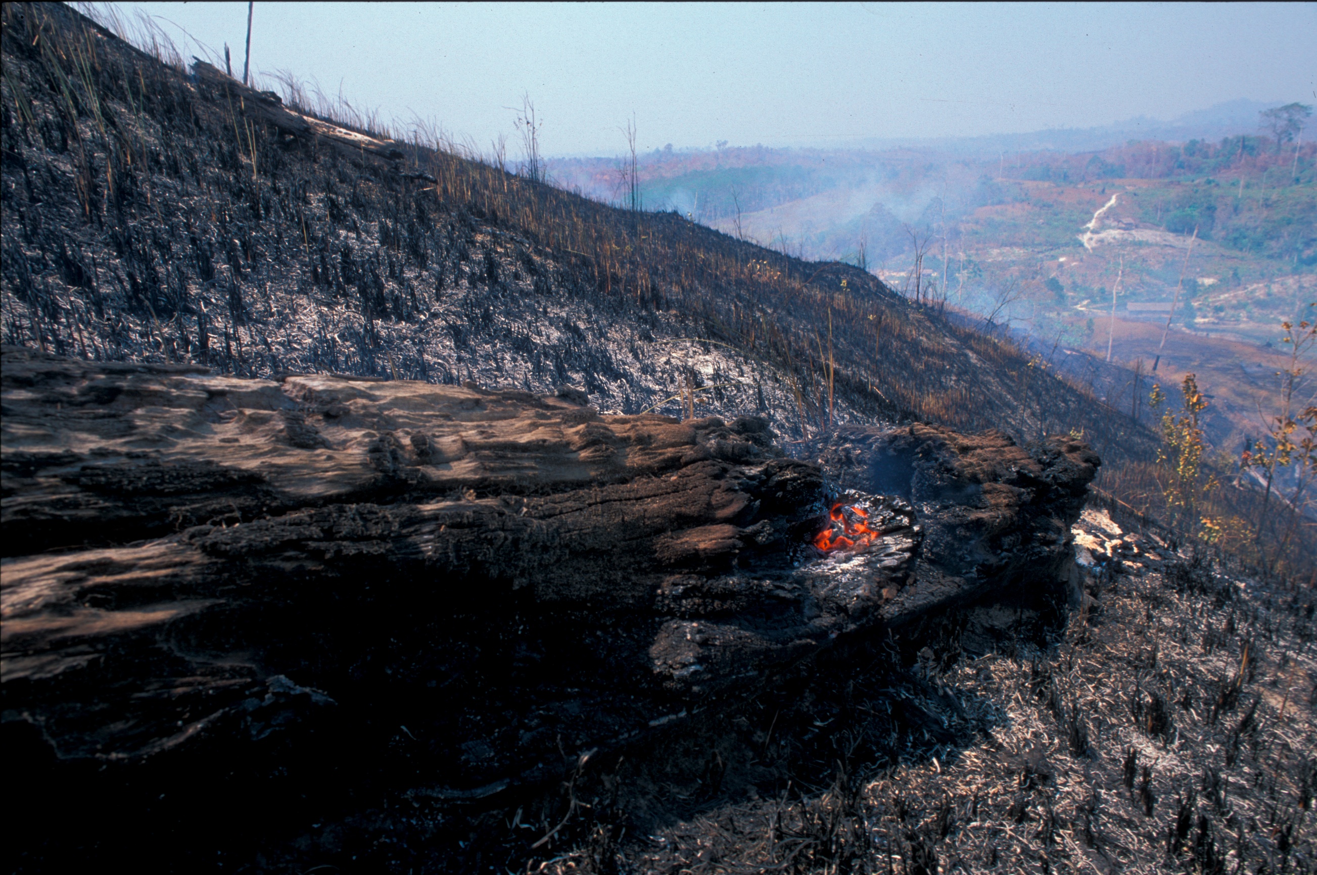 A view of a burnt forest