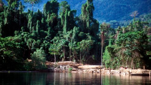 View of an illegal logging camp on Salawati Island, one of the Raja Ampat Islands, West Papua, Indonesia. Copyright EIA/Telepak
