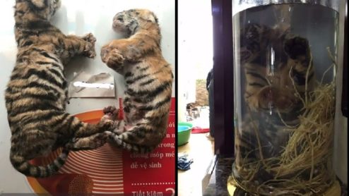 Dead tiger cubs offered for sale on WeChat by Vietnamese traders and, right, the end product, tiger cub wine