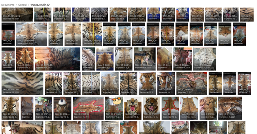 On International Tiger Day the world's tigers need you to help create a  stripe-pattern database! - EIA