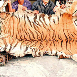 Tiger skin seized in Nepal, (c) http://kathmandupost.ekantipur.com