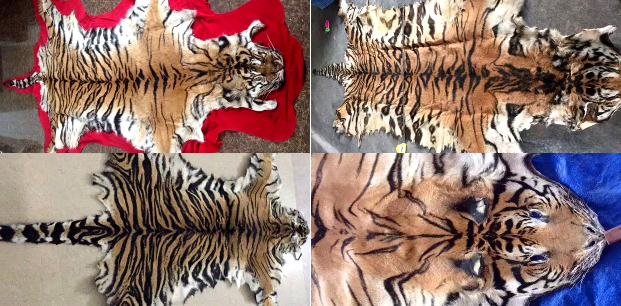 For Tigers on X: Tiger stripes are like fingerprints - no 2 are the same.  This means tigers can be identified by the pattern of their stripes alone,  a technique used by