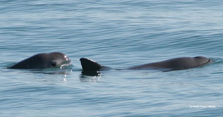  	 EIA joins call for trade sanctions against Mexico to save the endangered vaquita 