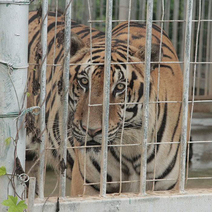 A tiger in captivity