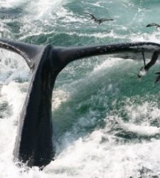 Iceland - a deathtrap for Whales.