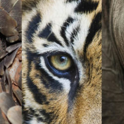 Banner for wildlife week with close up images of a pangolin, a tiger and an elephant