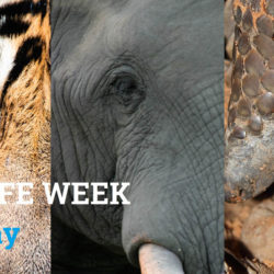 Close-up images of a tiger, an elephant and a pangolin with text: 'Wildlife Week 6-10 May'