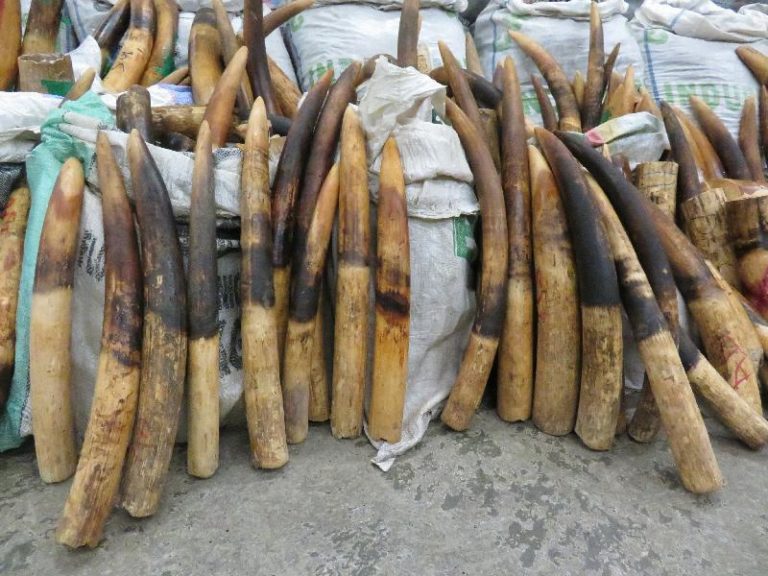 Following the blood money – importance of targeting the huge profits of illegal wildlife trade