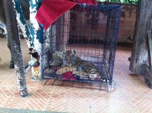 © EIAimage - Captive Tiger Cub - Thailand